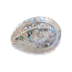 Abalone smudge schelp