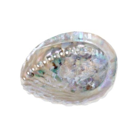 Abalone smudge schelp