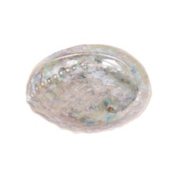 Abalone smudge schelp