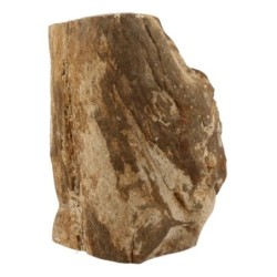 Fossiel hout uit Java half gepolijst, p/kg