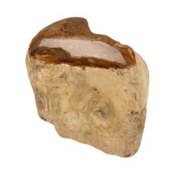 Fossiel hout uit Java half gepolijst, p/kg