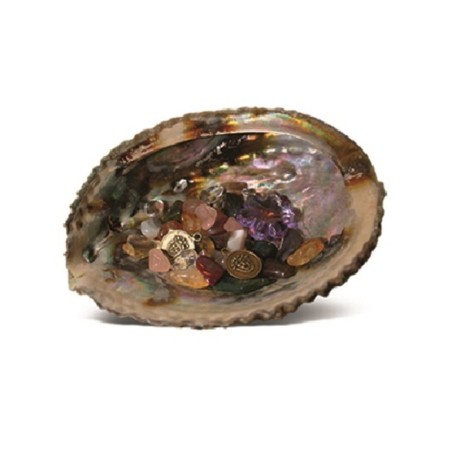 Abalone welvaartschelp