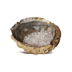 Abalone oplaadschelp