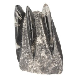 Orthoceras sculptuur nr.4