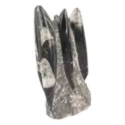 Orthoceras sculptuur nr.4