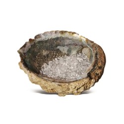 Abalone oplaadschelp