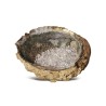 Abalone oplaadschelp