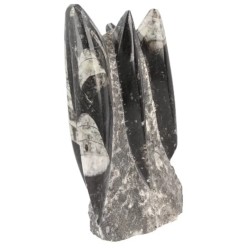 Orthoceras sculptuur nr.4