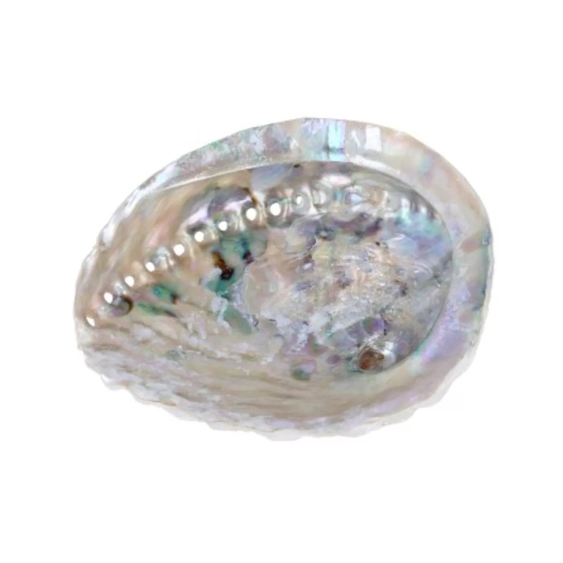 Abalone smudge schelp