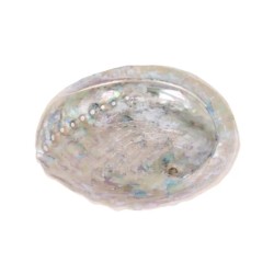 Abalone smudge schelp