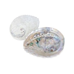 Abalone smudge schelp