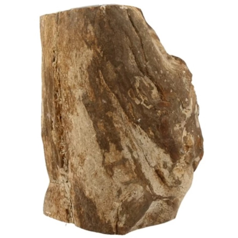 Fossiel hout uit Java half gepolijst, p/kg