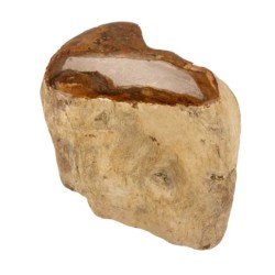 Fossiel hout uit Java half gepolijst, p/kg