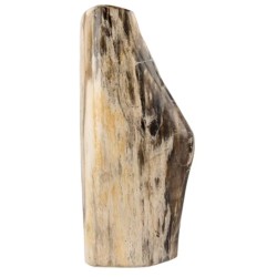 Fossiel hout uit Java gepolijst, p/kg