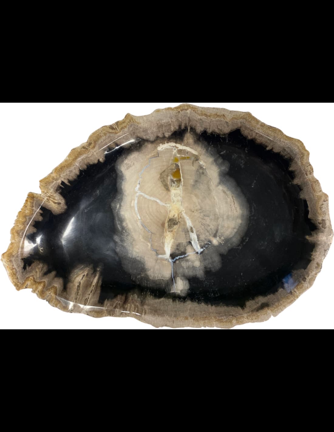 Versteend houten bord nr.06