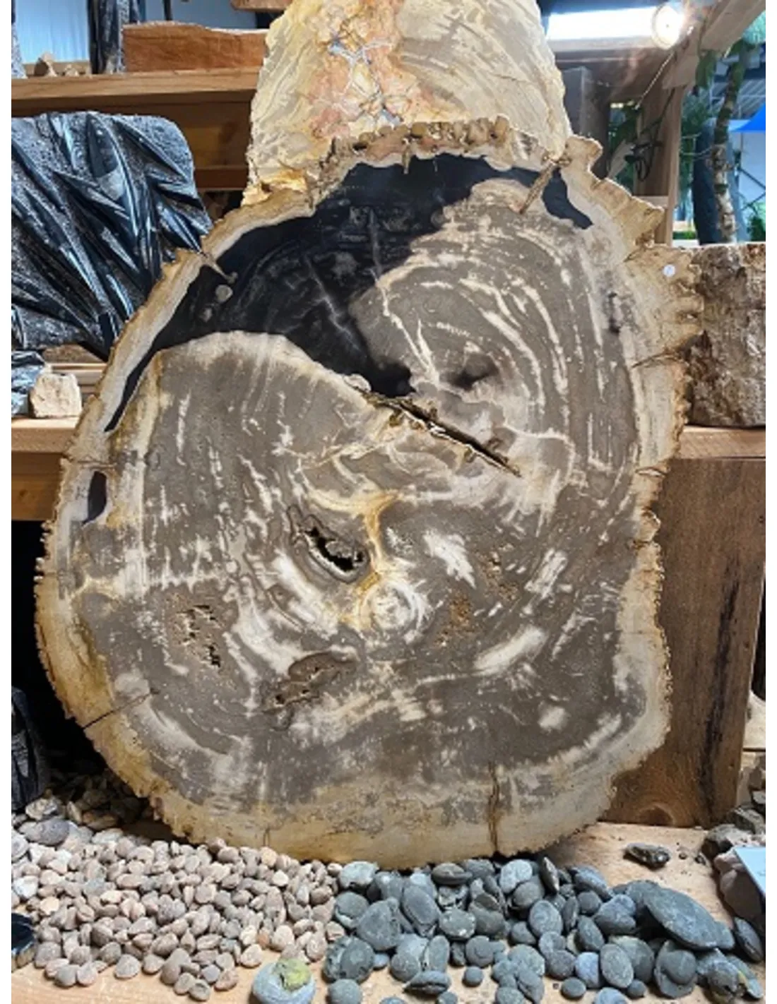 Versteend houten tafelblad nr.1