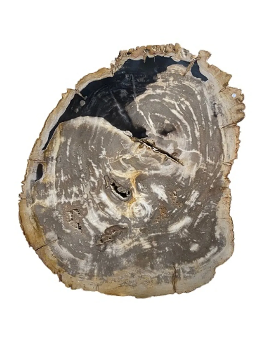 Versteend houten tafelblad nr.1